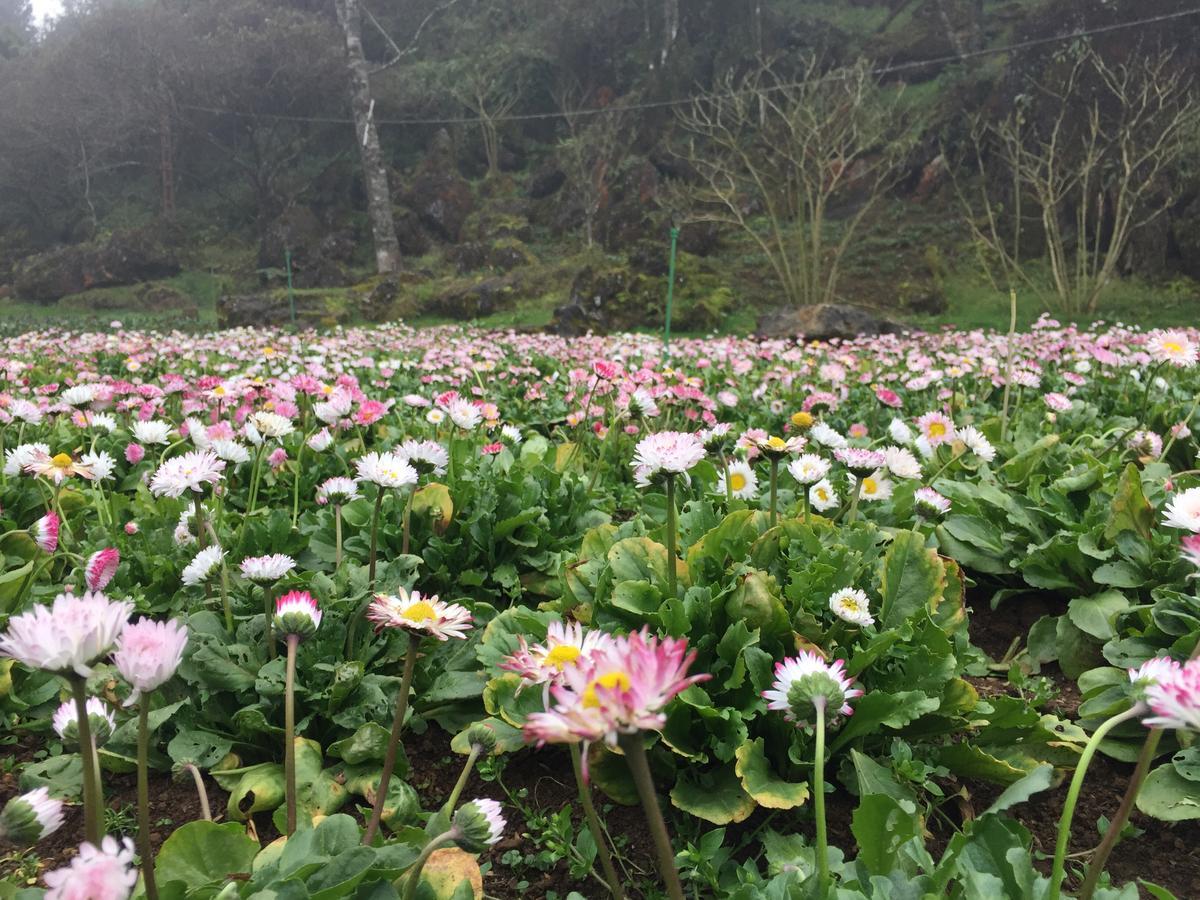 Freedom Homestay & Trekking Sapa Exterior foto